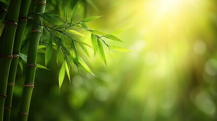 Lush green bamboo stalks and leaves bathed in sunlight. Serene nature scene