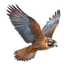 Falcon isolated on transparent background, PNG