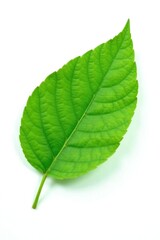 Obraz premium A single leaf is isolated against a pure white background, organic, green leaf, flora
