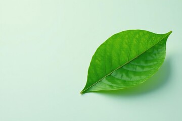 Obraz premium A single, perfectly formed leaf isolated on a clean surface, small, nature photography