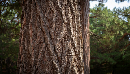 Fototapeta premium a tree with a rough textured bark