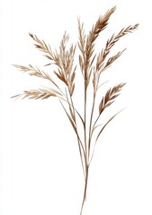 Fototapeta premium Watercolor botanical illustration, isolated on a white background, with neutral colors, simple, a single branch with leaves and buds