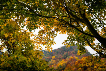 紅葉真っ盛りの自然風景