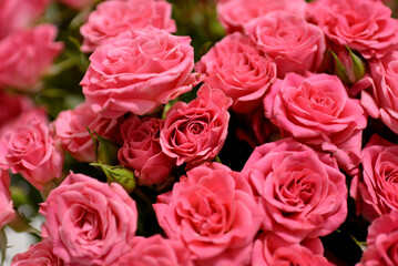 Vibrant pink roses arranged beautifully in a bouquet for decoration or gifting