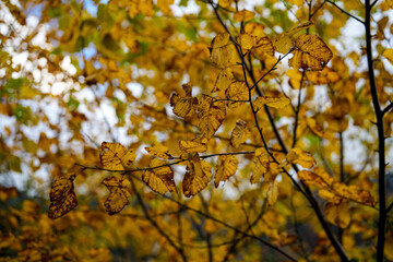 紅葉真っ盛りの自然風景