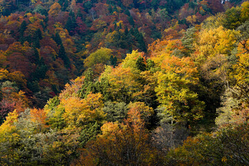 紅葉真っ盛りの自然風景