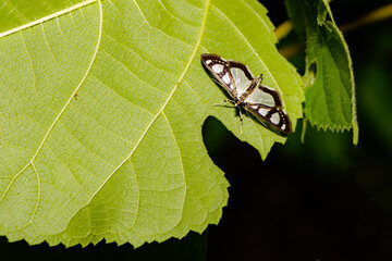 Moth insects inhabit the leaves of wild plants. Overview of the natural environment in North China