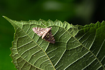 Moth insects inhabit the leaves of wild plants. Overview of the natural environment in North China