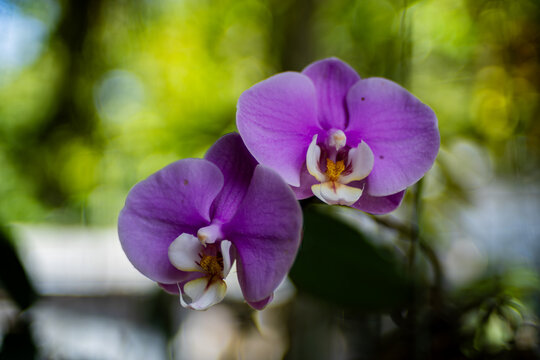 Close up shot of a pink phalaenopsis orchid