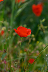 Vibrant red poppy sways gently in the breeze amidst a lush green meadow during a sunny afternoon in spring