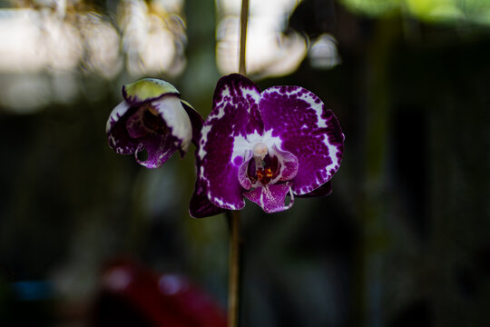 Close up shot of Doritaenopsis OX Firebird Orchid