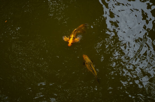 Close-up shot of Kois in a pond at Arbre du voyageur, Mauritius