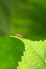 Fly insects such as flower flies and aphid eating flies inhabit the leaves of wild plants. Overview of the natural environment in North China