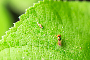 Fly insects such as flower flies and aphid eating flies inhabit the leaves of wild plants. Overview of the natural environment in North China
