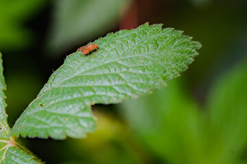 Fly insects such as flower flies and aphid eating flies inhabit the leaves of wild plants. Overview of the natural environment in North China