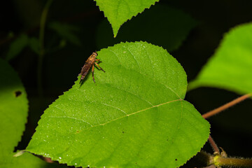 Fly insects such as flower flies and aphid eating flies inhabit the leaves of wild plants. Overview of the natural environment in North China