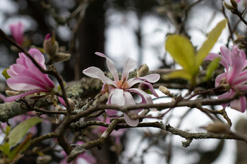 Magnolia stellata or star magnolia hybrid pink flowers