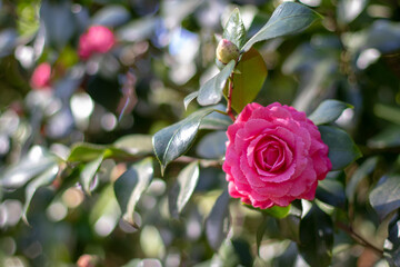 Camellia bright pink double rose form flower and glossy green foliage.
