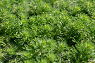 Myriophyllum aquaticum,parrot's-feather or parrot feather watermilfoil water plant.