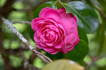 Camellia pink rose form flower and glossy green foliage.