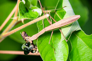 Mantis insects inhabit the leaves of wild plants and prey on moth larvae. Overview of the natural environment in North China