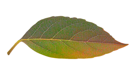 Isolated Single Leaf Exhibiting Vibrant Coloration with Intricate Veins Detail and Transparent 