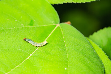 Moth insects inhabit the leaves of wild plants. Overview of the natural environment in North China
