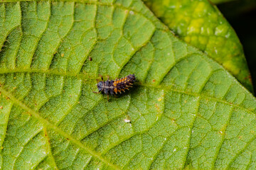 Ladybug larvae inhabit the leaves of wild plants. Overview of the natural environment in North China