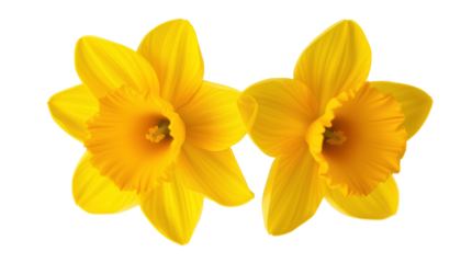 Photo of yellow daffodils isolated on transparent background