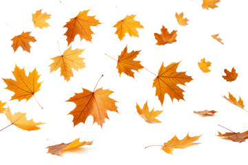Falling Autumn leaves isolated on transparent background. Png