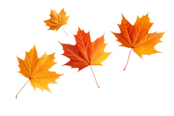 Obraz premium Falling Autumn leaves isolated on transparent background. Png
