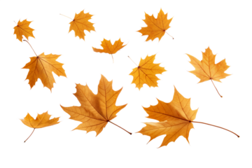 Falling Autumn leaves isolated on transparent background. Png