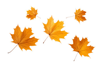 Falling Autumn leaves isolated on transparent background. Png