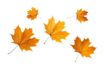 Falling Autumn leaves isolated on transparent background. Png