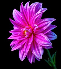 Fototapeta premium Surreal dark chrome pink & purple dahlia, macro detail, isolated on black background, dark, intricate, surreal photography