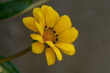 Bright yellow flower blossoms under soft sunlight in a tranquil garden setting