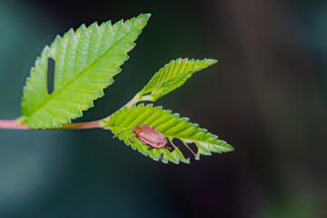 Beetle insects inhabit the leaves of wild plants. Overview of the natural environment in North China