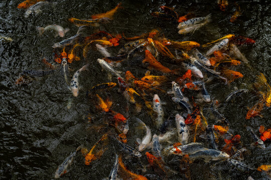 Close-up shot of Kois in a pond at Arbre du voyageur, Mauritius