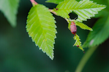 Beetle insects inhabit the leaves of wild plants. Overview of the natural environment in North China