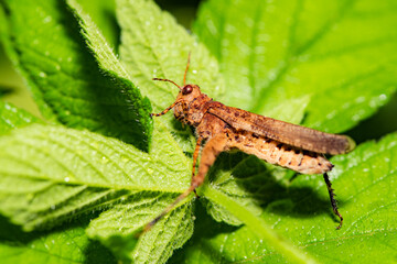 Grasshopper insects inhabit the leaves of wild plants. Overview of the natural environment in North China