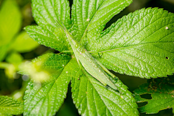 Grasshopper insects inhabit the leaves of wild plants. Overview of the natural environment in North China