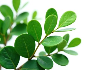Leafy green eucalyptus isolated on white background, botanical, greenery, leaves