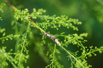 Butterfly larvae and insects inhabit the leaves of wild plants. Overview of the natural environment in North China