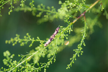 Butterfly larvae and insects inhabit the leaves of wild plants. Overview of the natural environment in North China