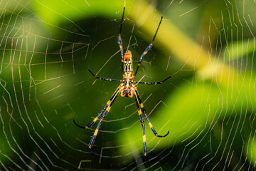 Spiders make webs on the leaves of wild plants to inhabit, an overview of the natural environment...