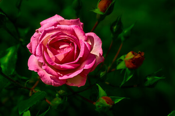 Bright pink rose in dark green shadow. place for text