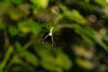 Spiders make webs on the leaves of wild plants to inhabit, an overview of the natural environment in North China