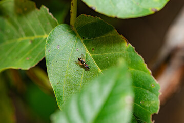 The swollen legged bee inhabits the leaves of wild plants. Overview of the natural environment in North China