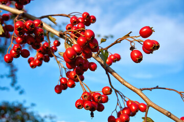 Branch with bunches of ripe red berries of medicinal hawthorn and blue sky
