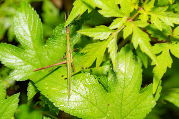 The insects of the Chinese sword horned locust inhabit the leaves of wild plants. Overview of the natural environment in North China